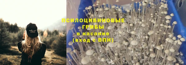 прущие грибы Инта